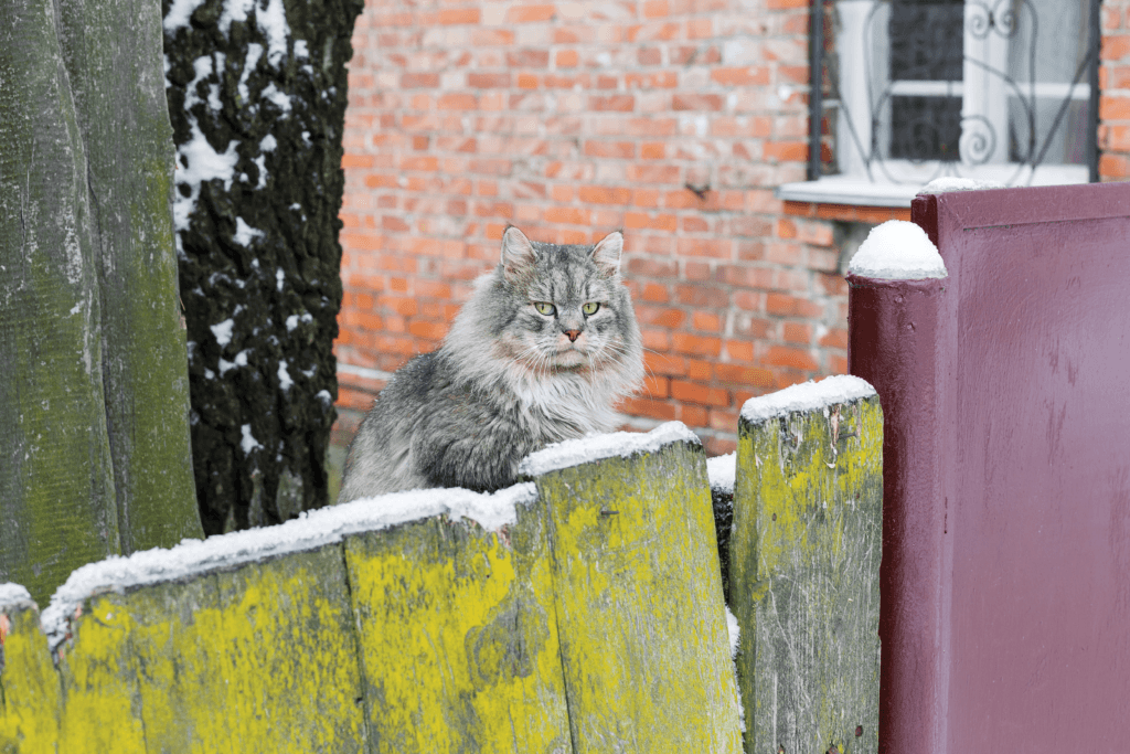 Grey cat outside in the snow