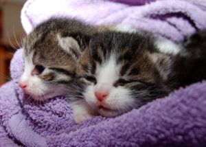 two kittens who need to be adopted