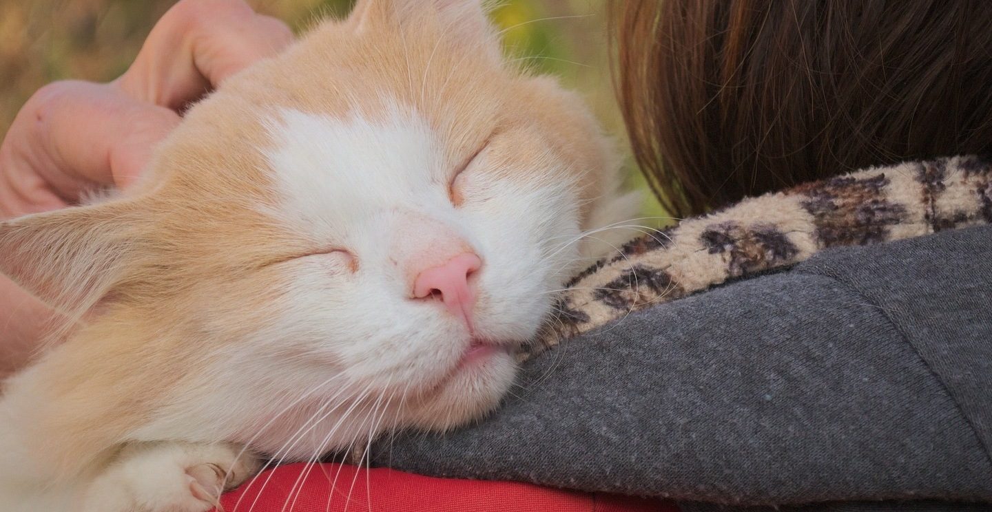 ginger and white cat rescued by loving owner