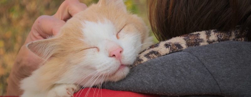 ginger and white cat rescued by loving owner