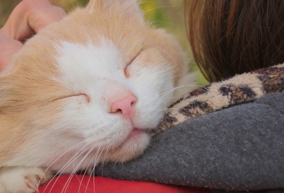ginger and white cat rescued by loving owner