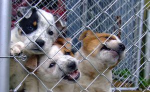 three dogs in need of rescue from shelter