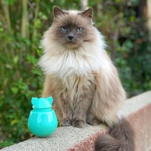 cat with doyencat toy