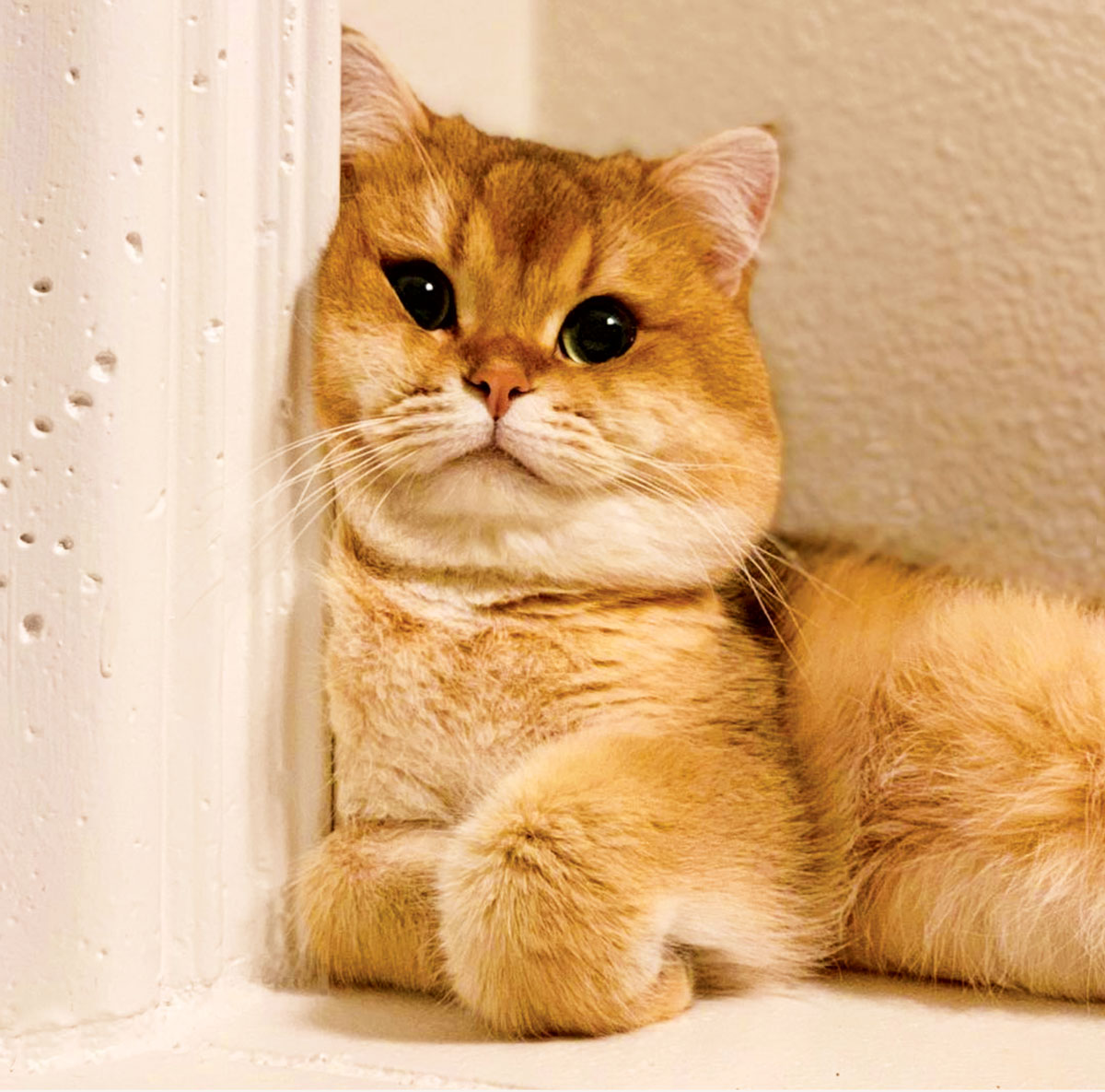 Cuteness Overload! Instagram Cats You Need to Follow - Modern Cat