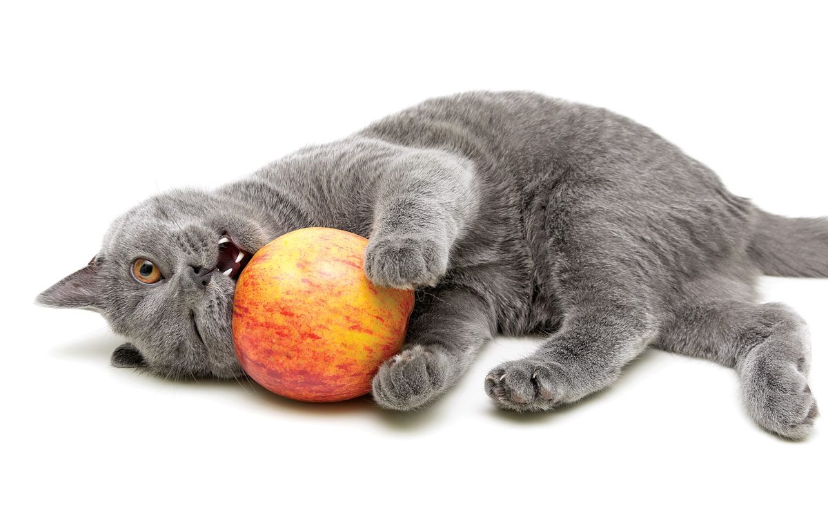 apple cider vinegar for cats