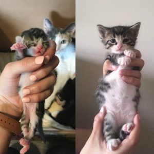 Growing Kitten