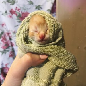 Kitten in Towel