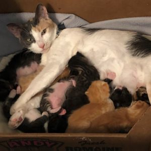 Momma Cat with Kittens