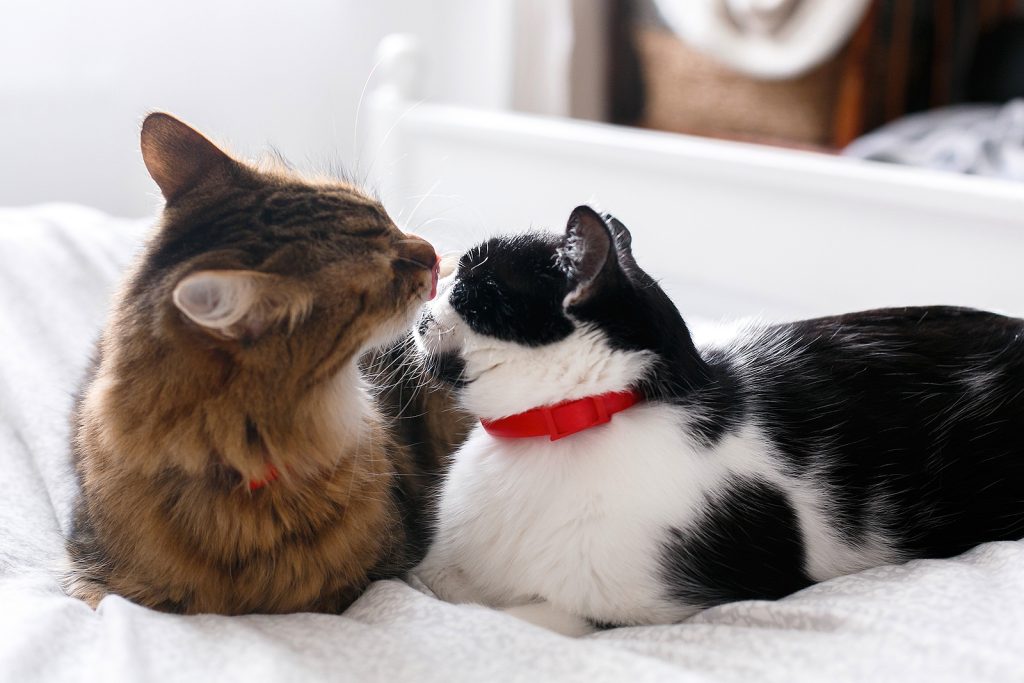Two cute cats grooming each other