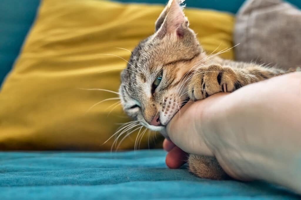 Little cute tabby cat liying on blue sofa with yellow pillow and playing with woman's hand. Aggressive gray cat biting the owner's hand. Selective focus.