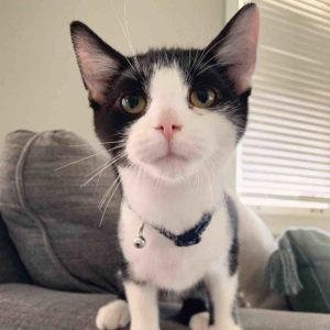 How to foster a cat: Black and White Foster Cat 
