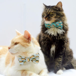 Gifts for cat owners: cat bowties 