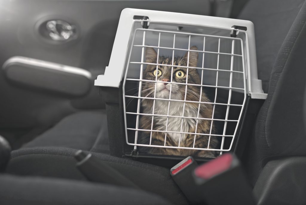Maine Coon Cat in Car 
