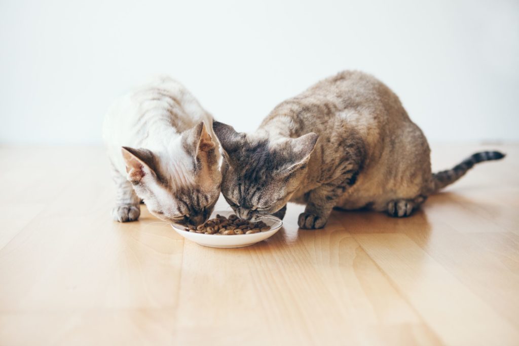 cat nutrition tips