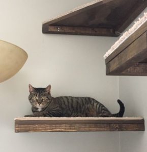 Gifts for cat owners: cat shelves