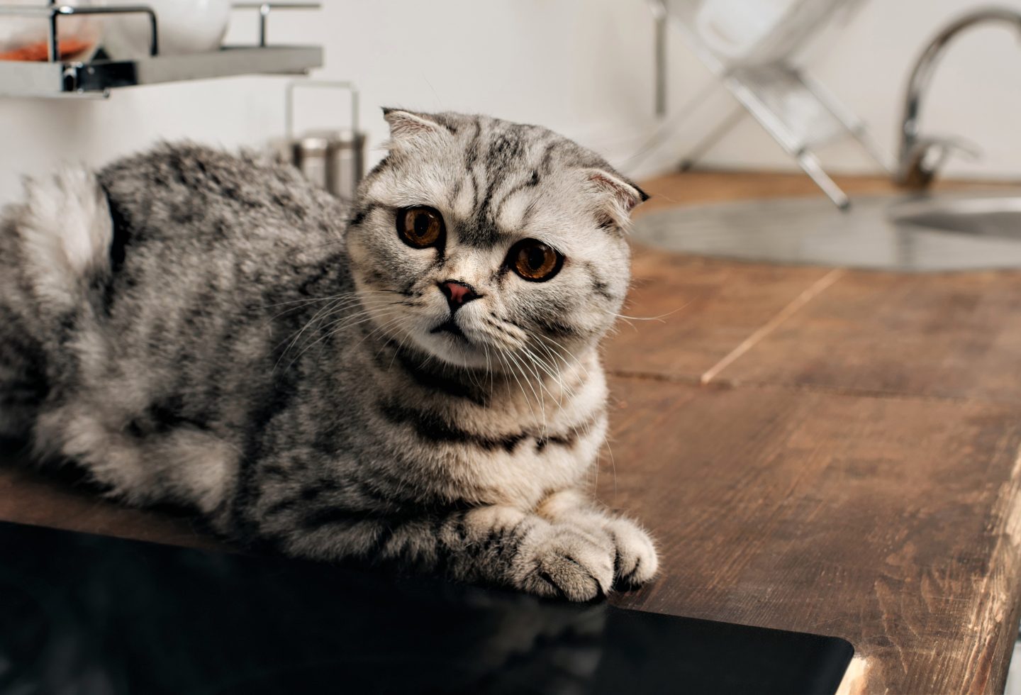 keep cat off kitchen counter