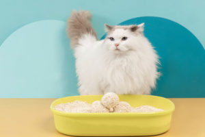Gifts for cat owners: tofu cat litter 