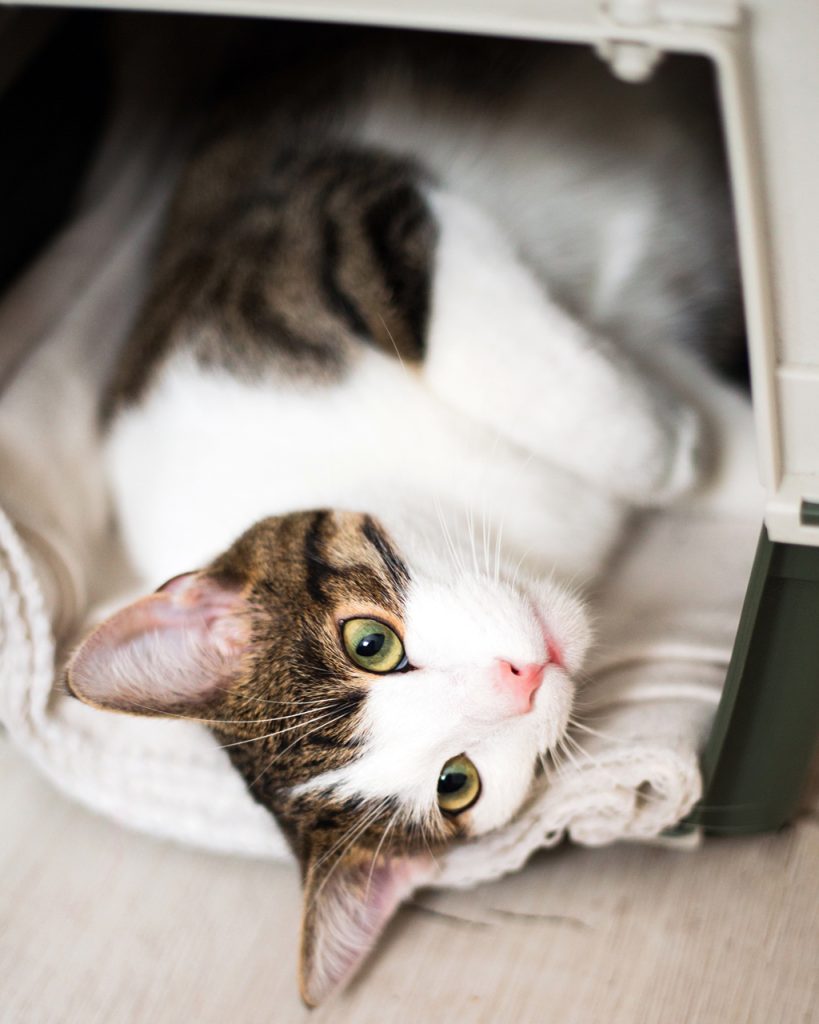 cat looking up in carrier