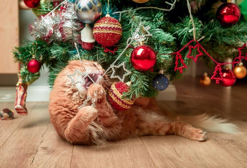 How To Keep Your Cat Away From The Christmas Tree
