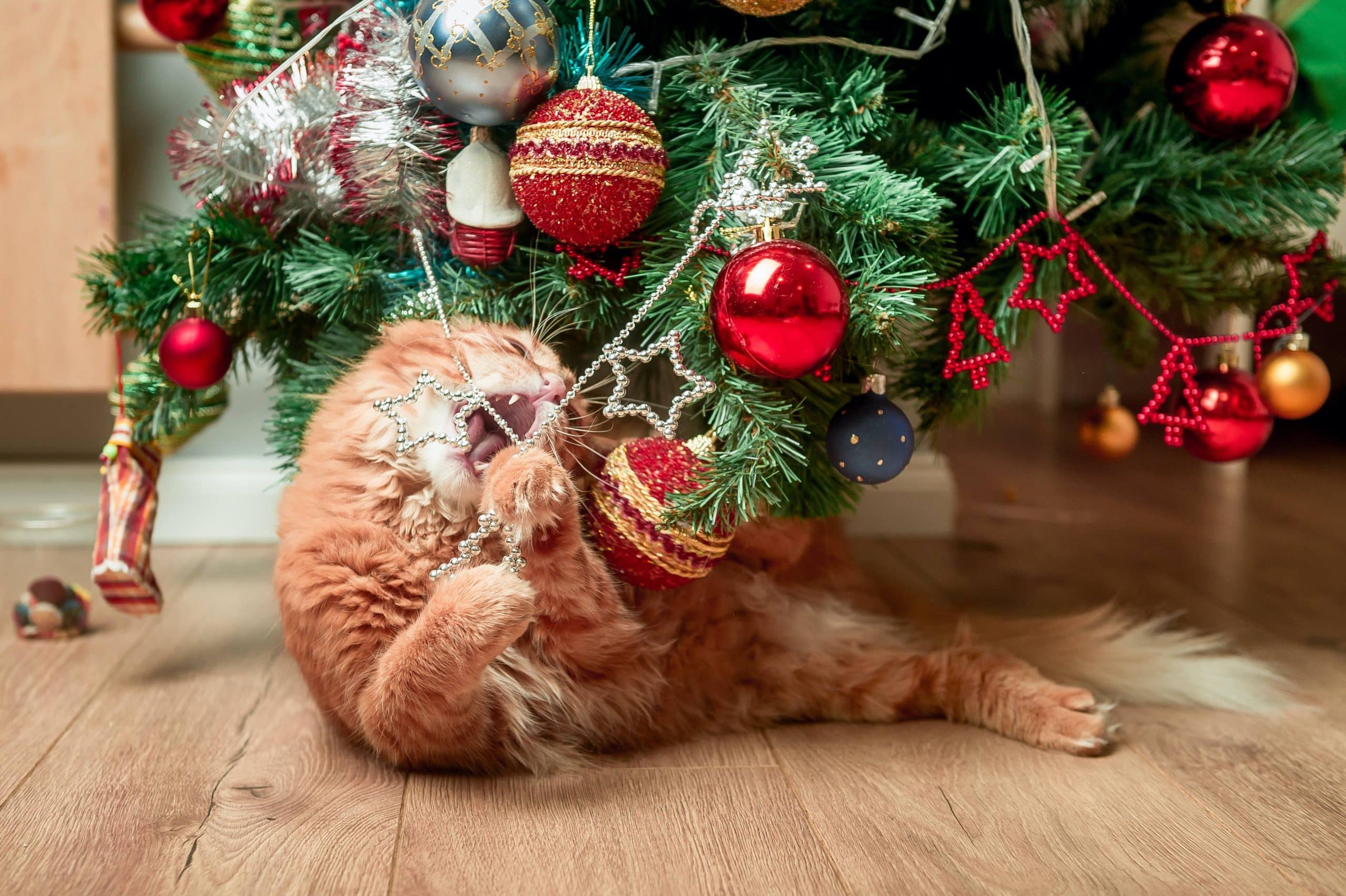 How To Keep Your Cat Away From The Christmas Tree Modern Cat