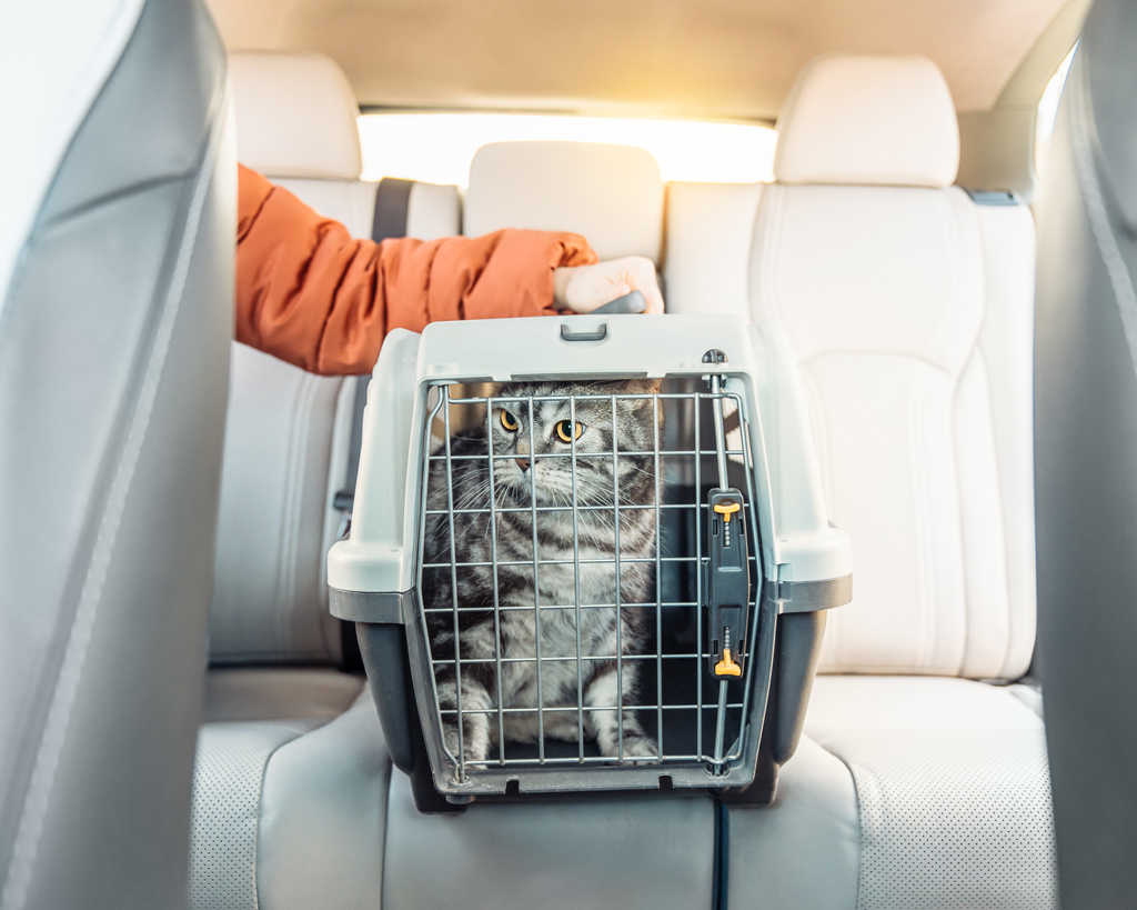 cat in carrier in car