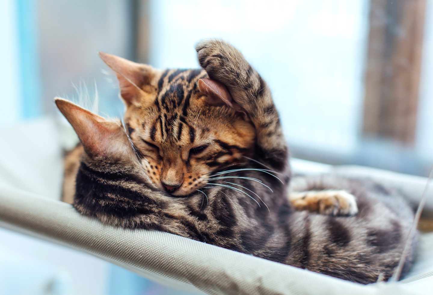 Two cute bengal kittens gold and chorocoal color laying on the cats window bed playing and fighting.