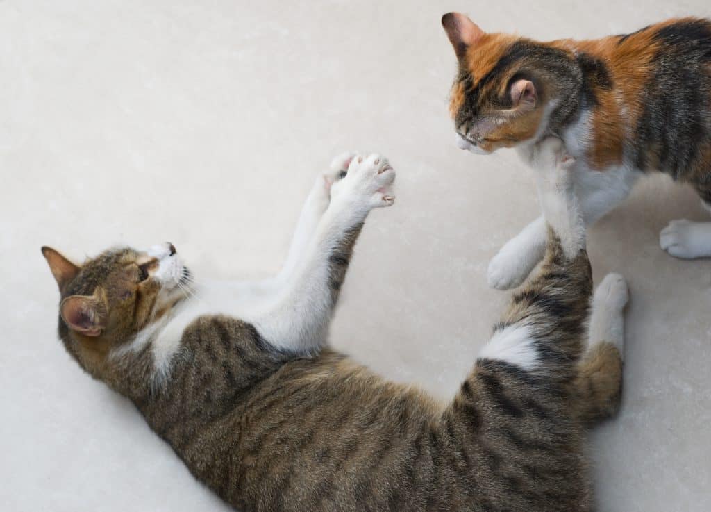 Two cats play fighting.