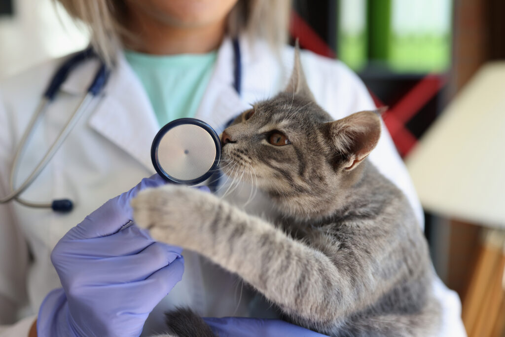 Veterinary doctor with stethoscope holding cat in clinic. Cat smells stethoscope.