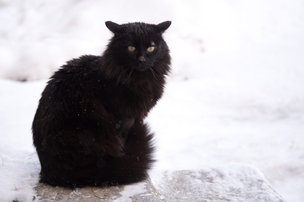 Stray cat in snow 