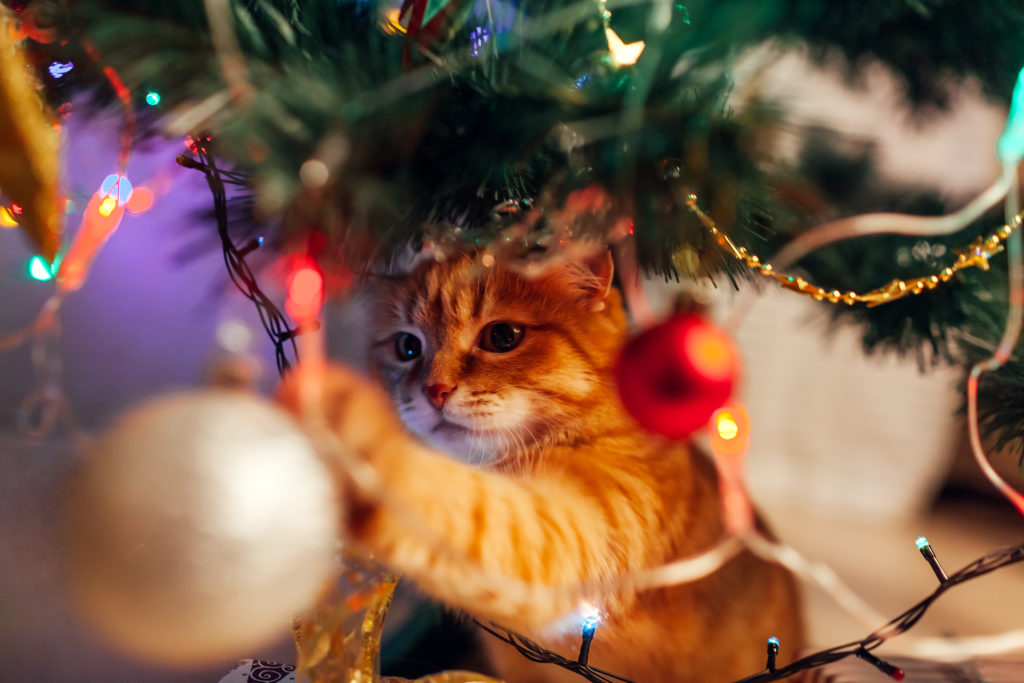 Ginger Cat Sitting Under Christmas Tree And Playing With Toy