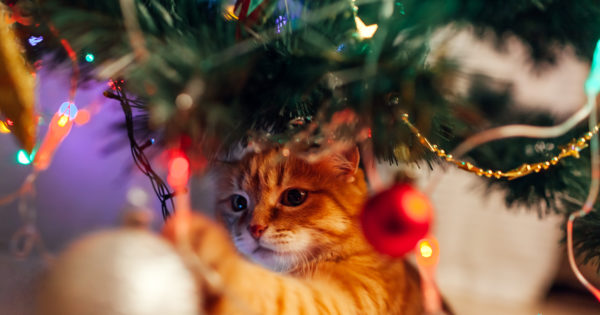 How To Keep Your Cat Away From The Christmas Tree - Modern Cat