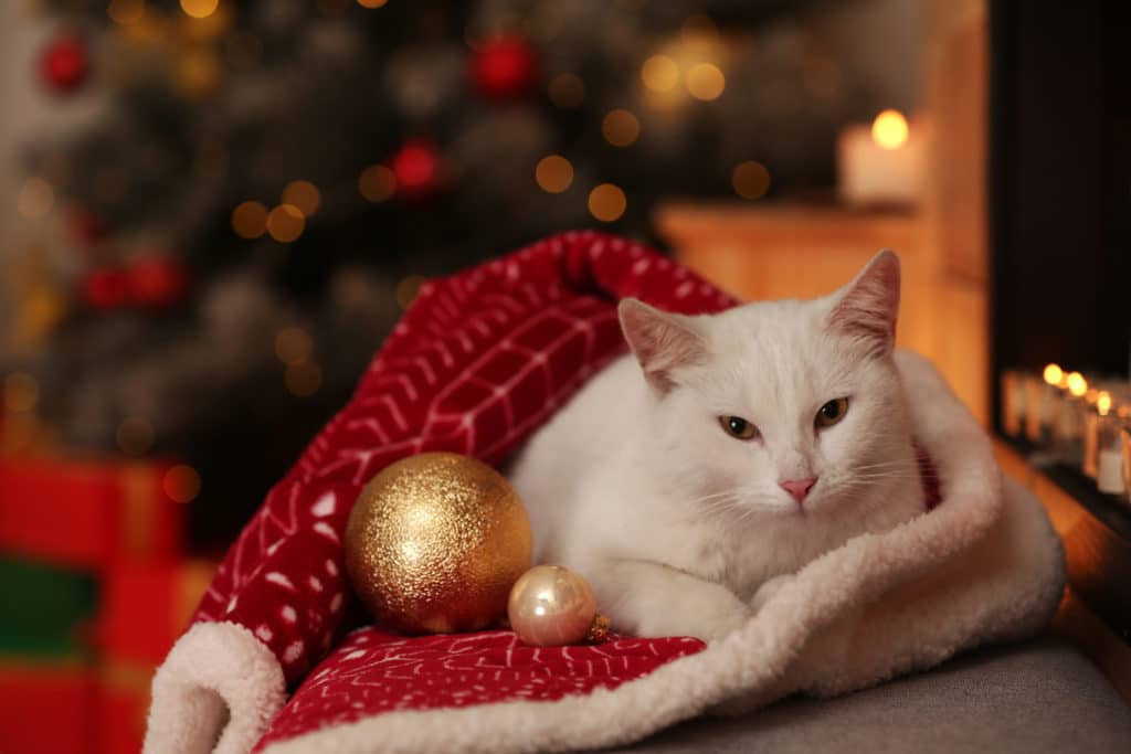 Cute White Cat Under Blanket In Room Decorated For Christmas
