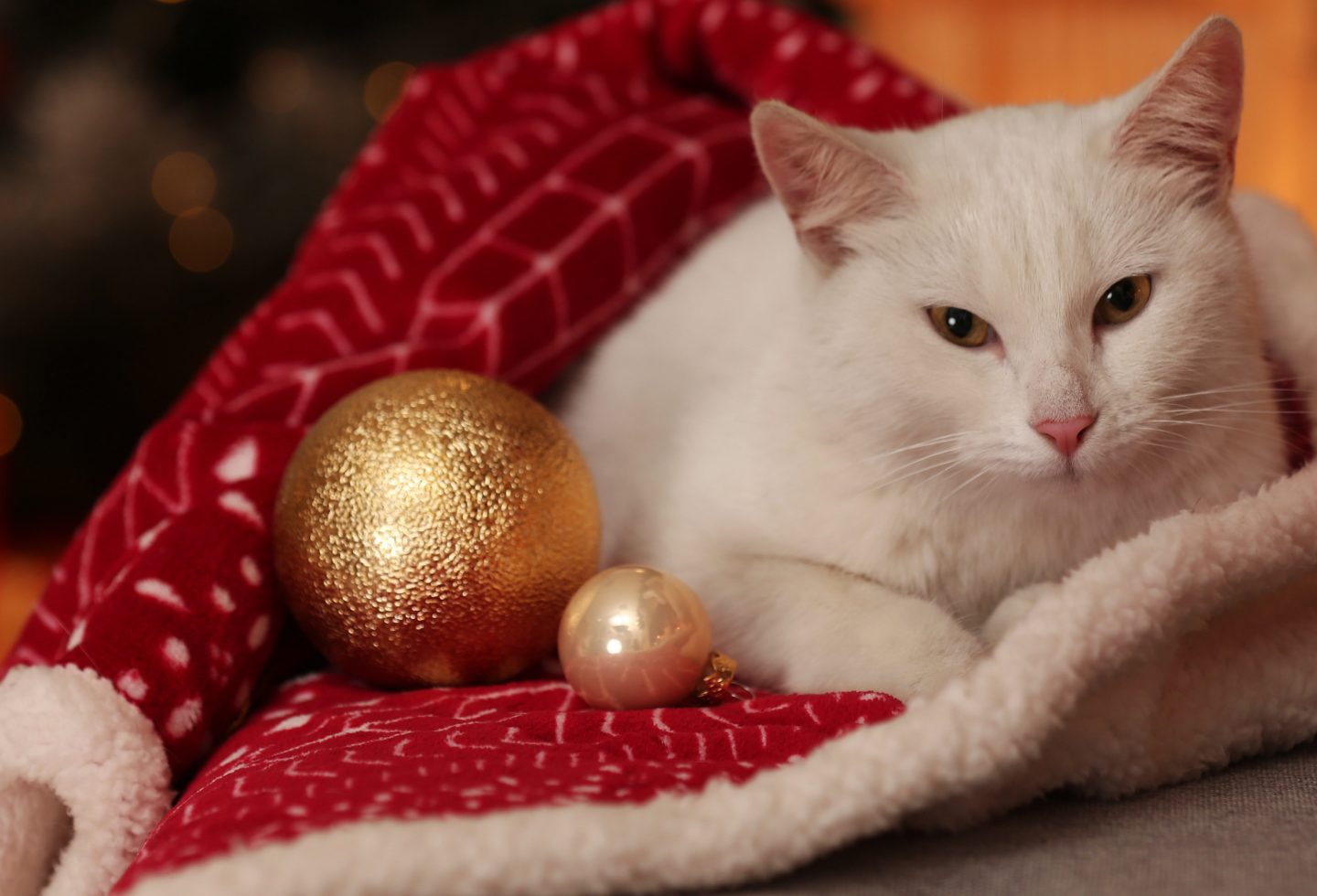 cat Christmas tree