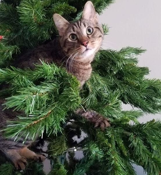 cats and Christmas trees