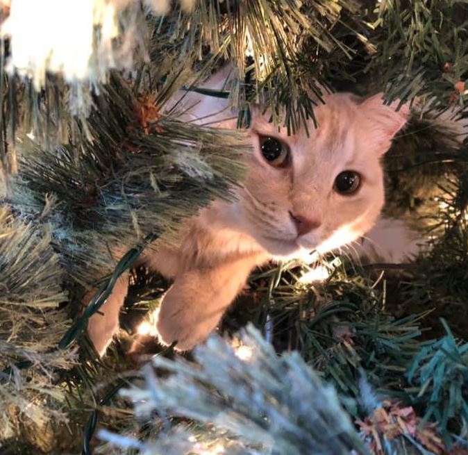 cats and Christmas trees