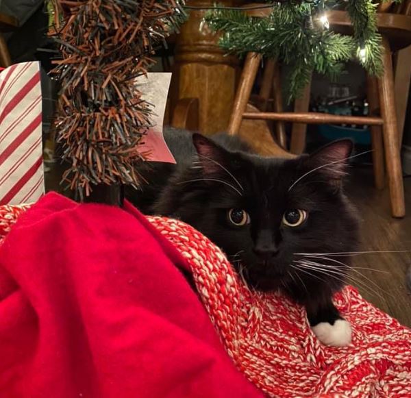 cat under Christmas tree