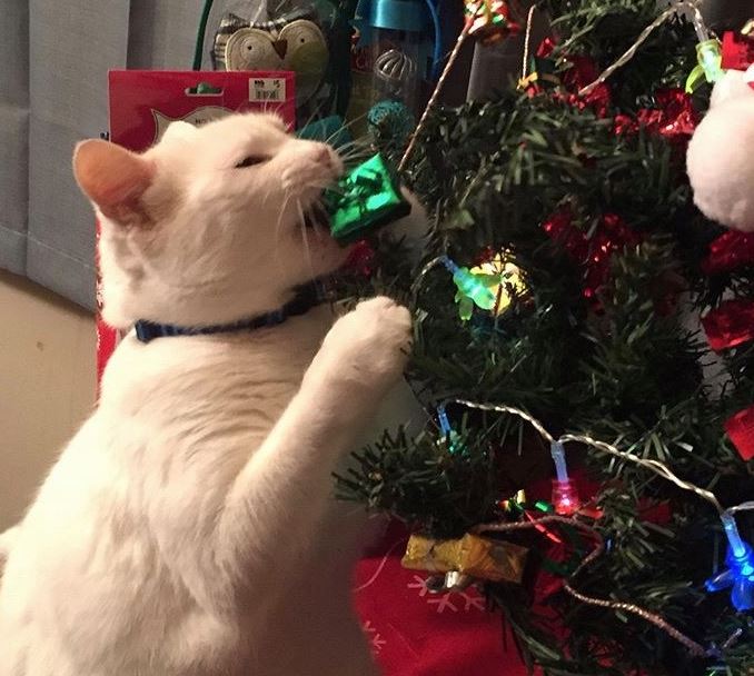 cat eating decoration