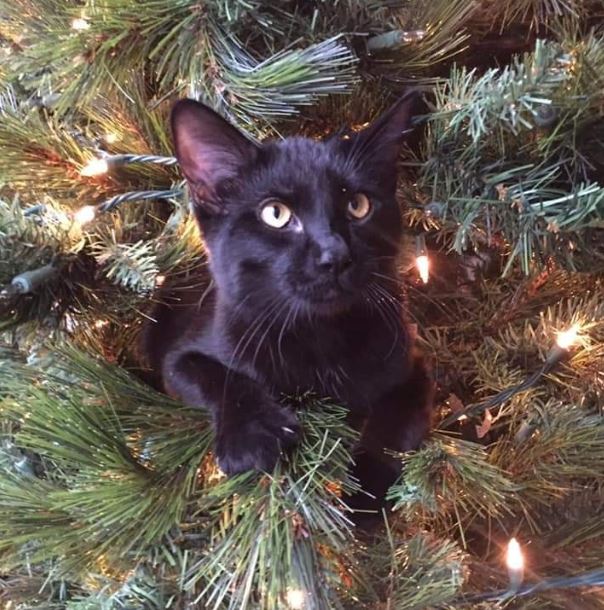 black cat in Christmas tree