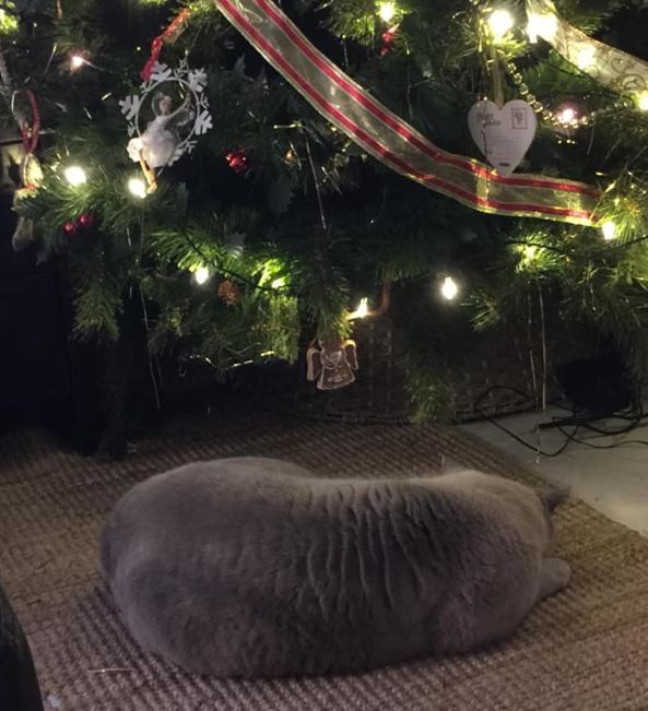 cat asleep with Christmas tree
