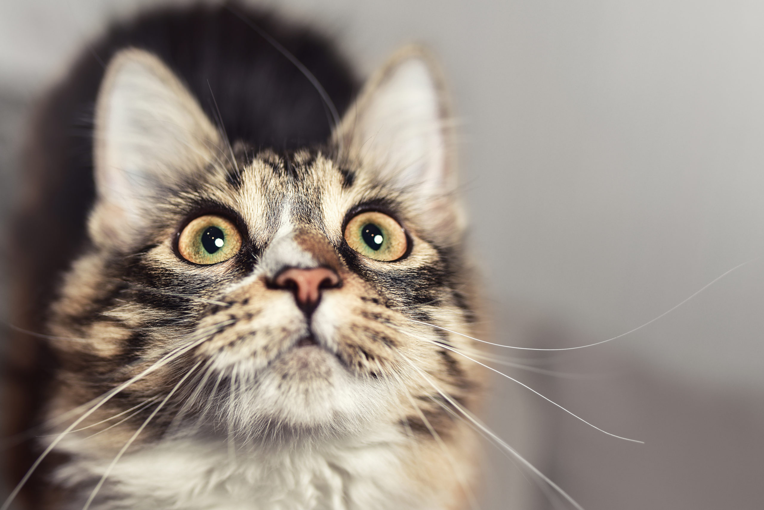 Modern Cat's 5 Most Popular Articles in March 2020 - Modern Cat