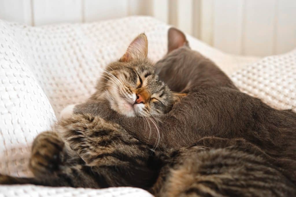 Two cats cuddling on white blanket at home.