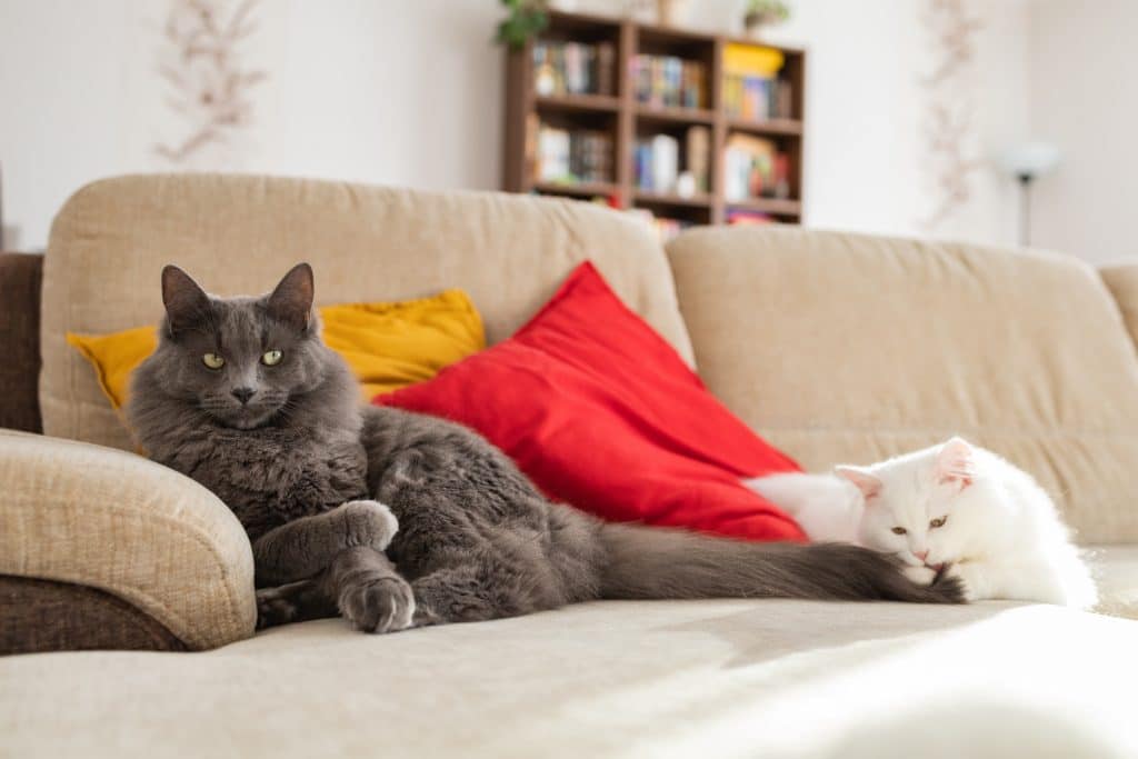 Two fluffy cats, gray and white, lie on the sofa.