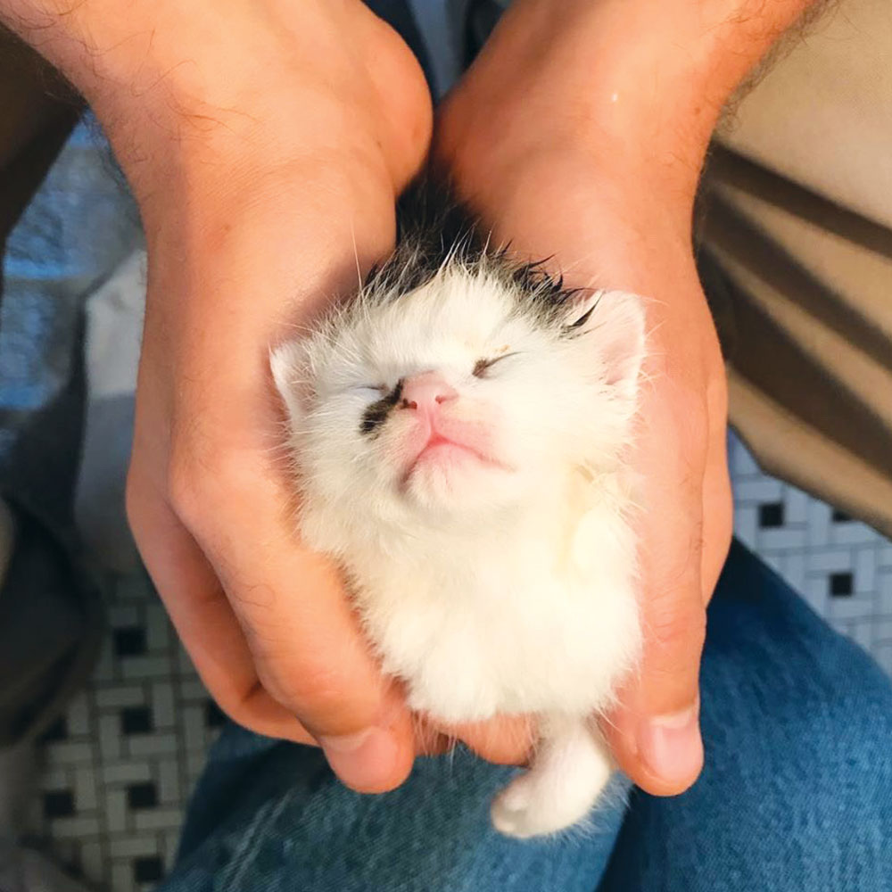tiny kitten being held 