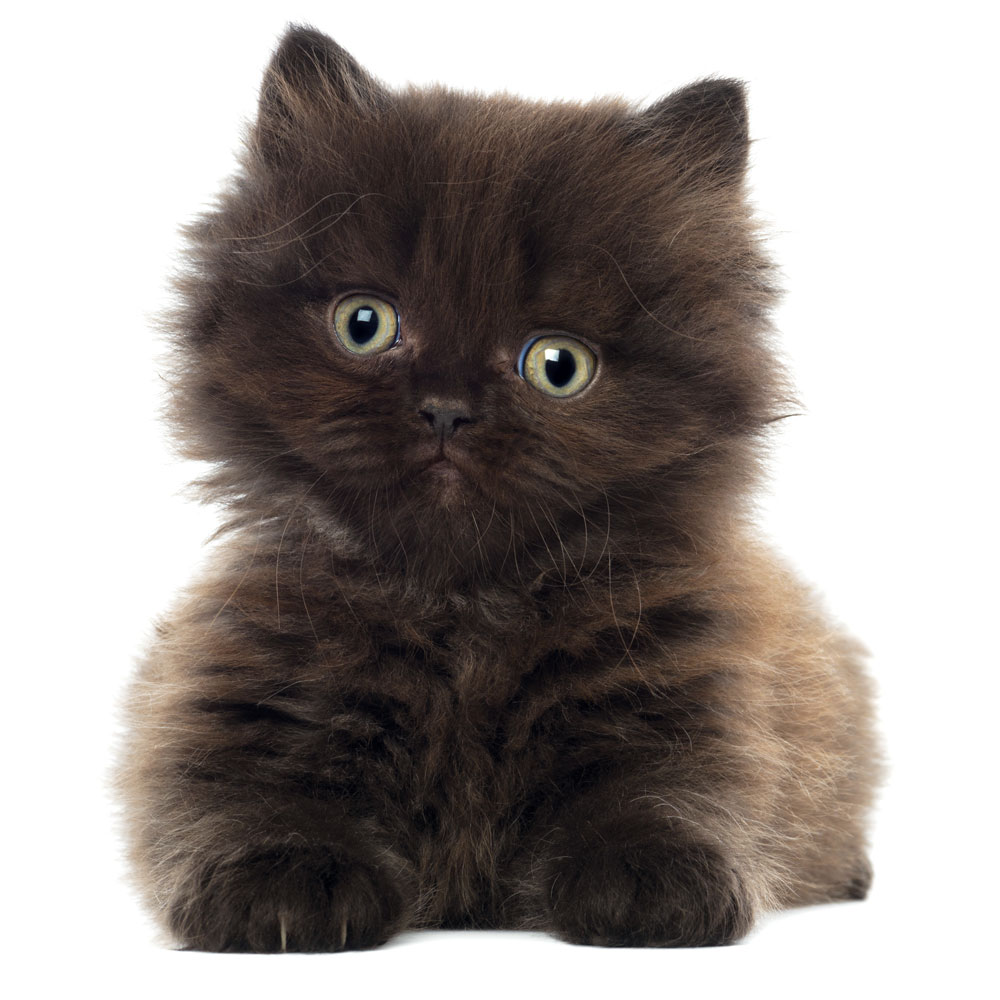 A five-week-old British Longhair kitten.