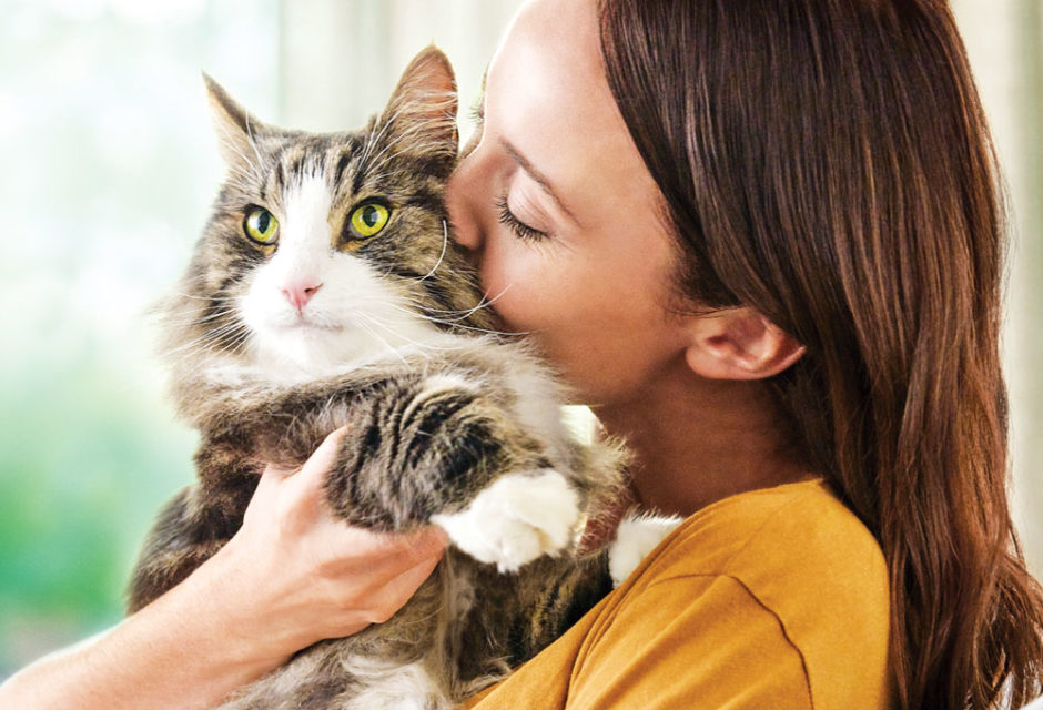 Allergic to Cats? New Cat Food Reduces Cat Allergens - Modern Cat