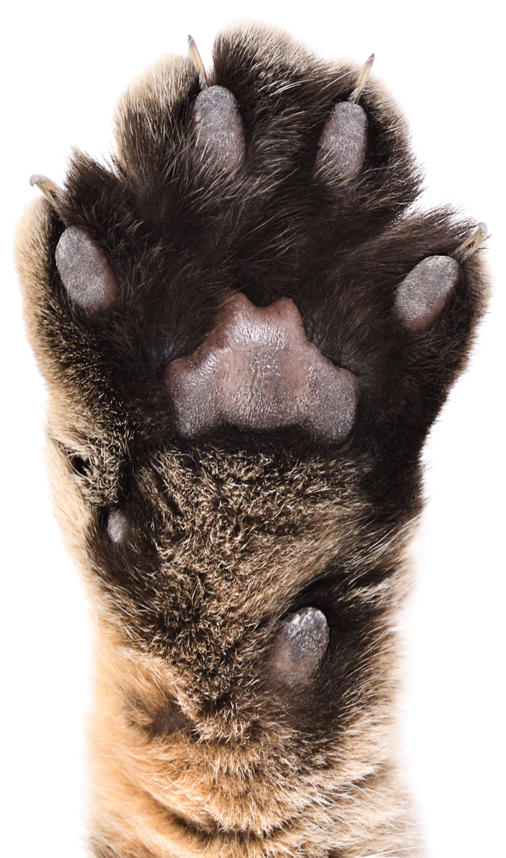 cat paw with claws