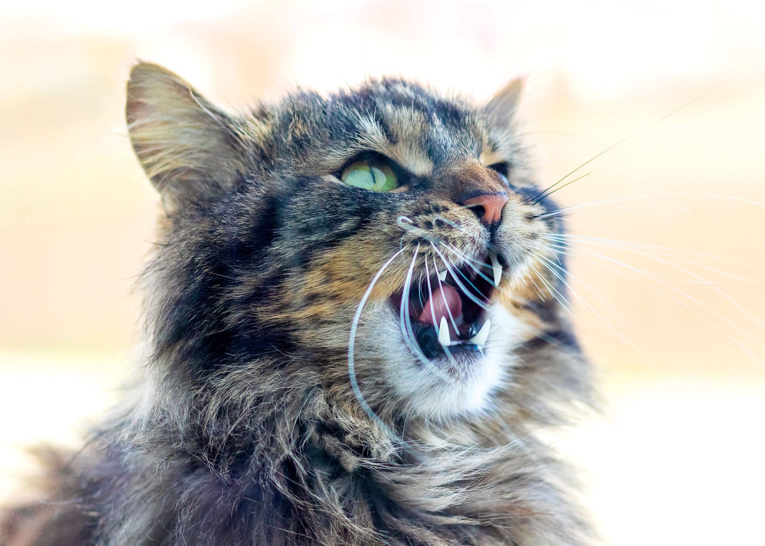 Maine Coon cat meowing outdoors.