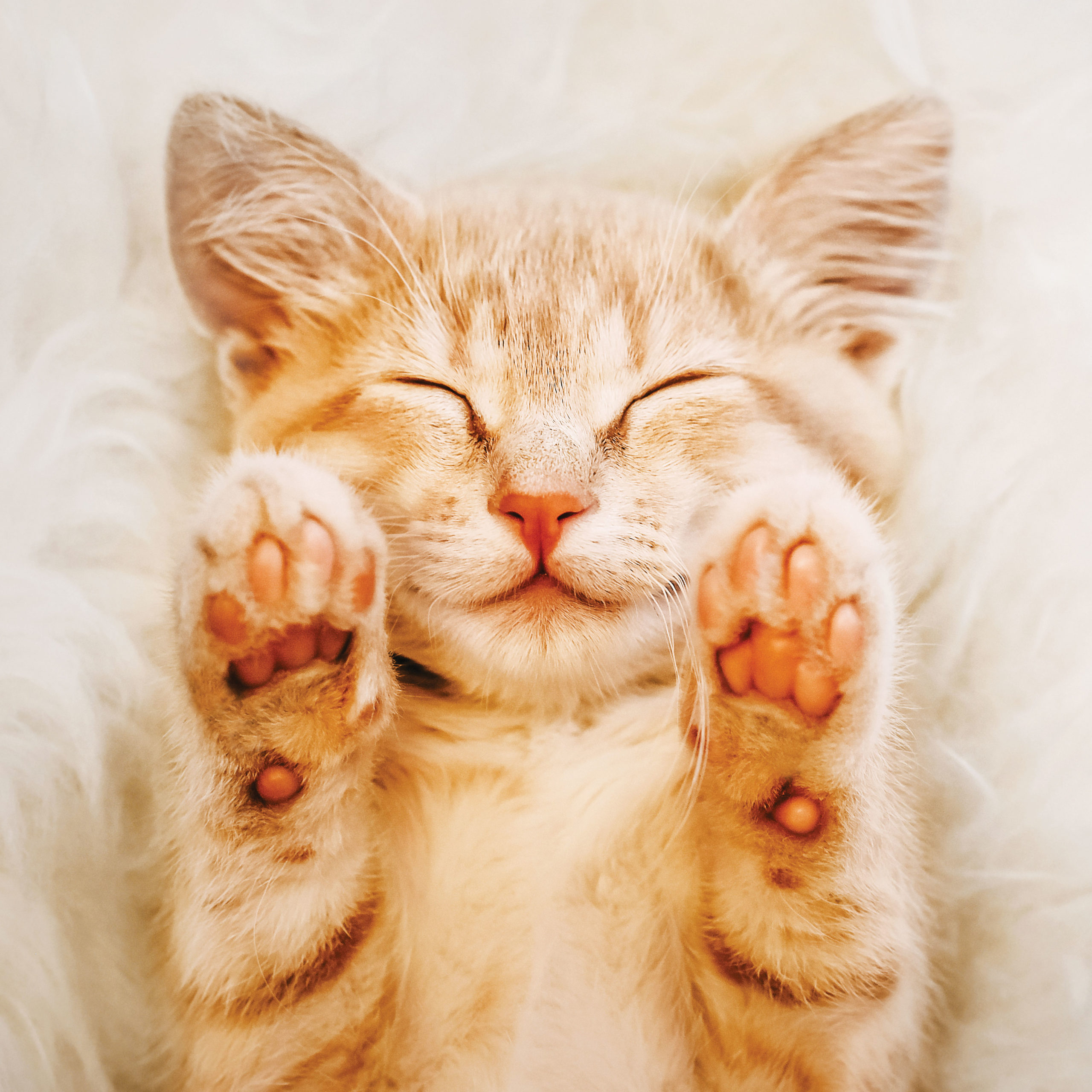 Top 10 Tips for a Happy Cat! - Modern Cat