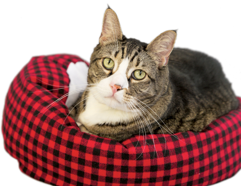 Holiday Gift Guide - Sushi Cat Style Smoosh Bed