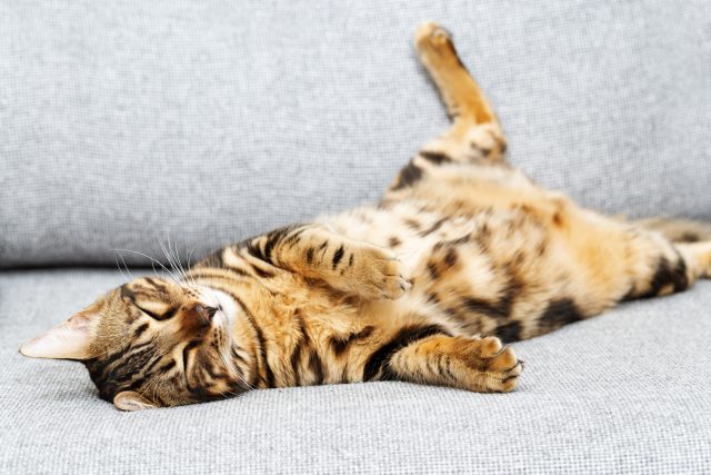 Bengal cat laying belly up on couch
